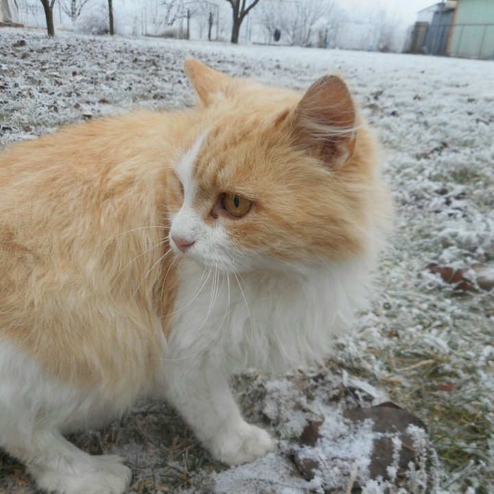 cat in the winter