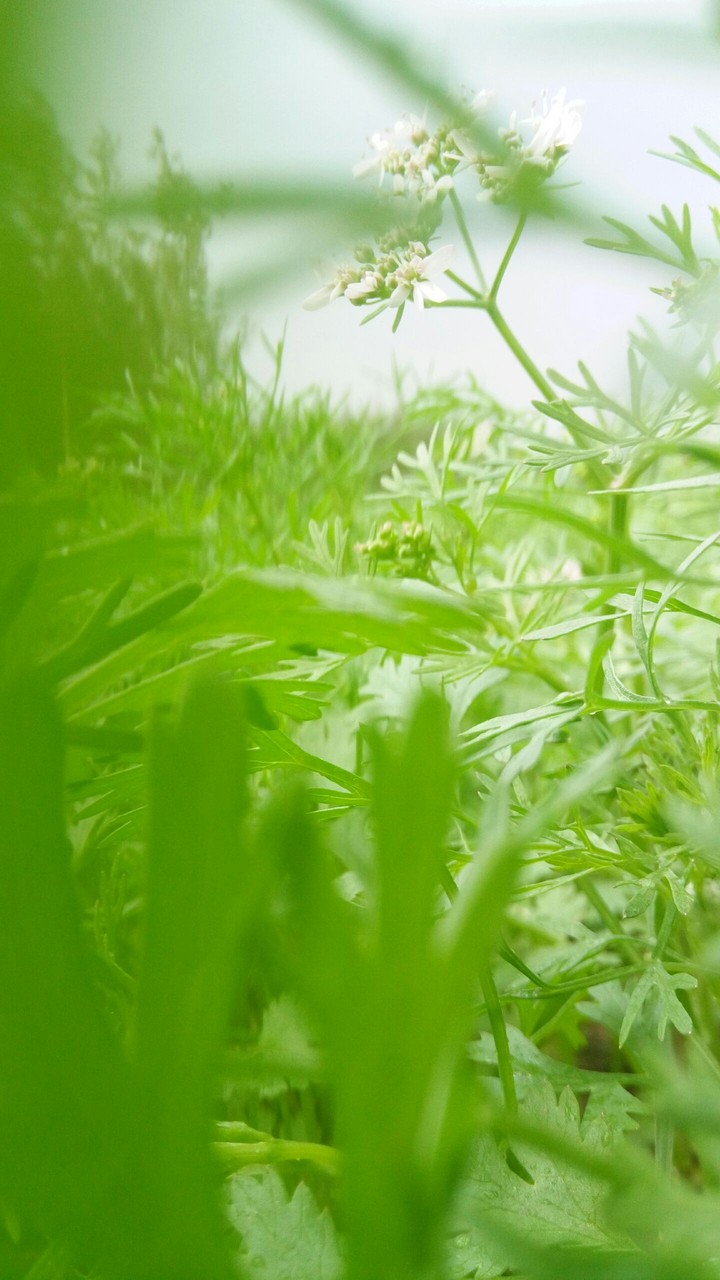 Green Beauty