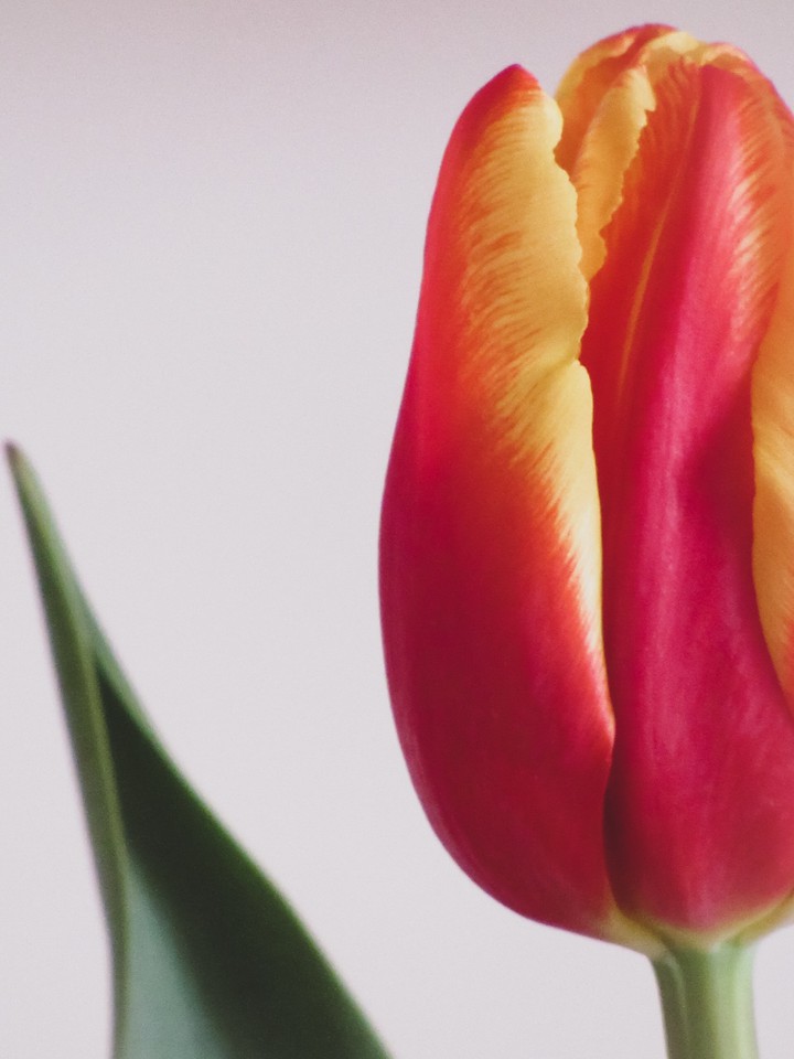 tulip