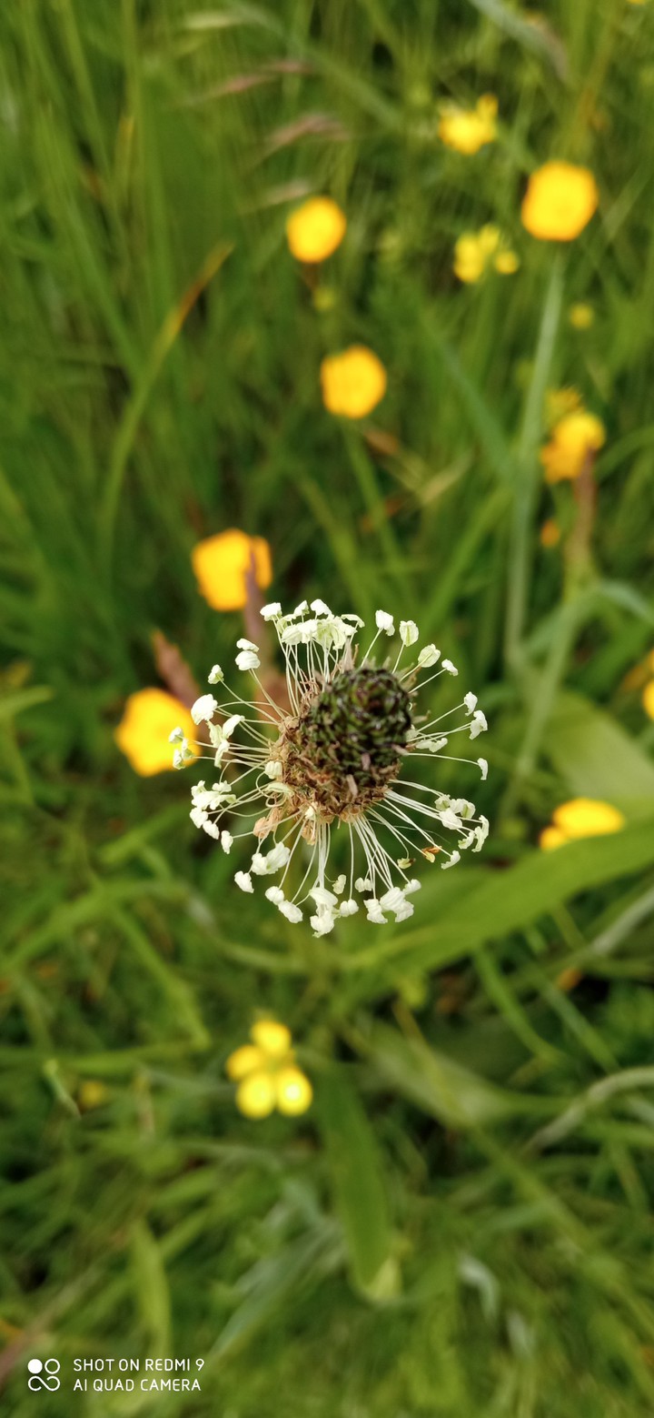 fleure