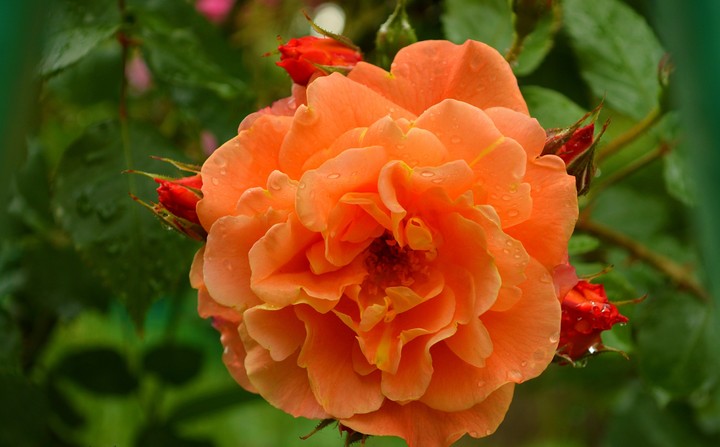 Rose