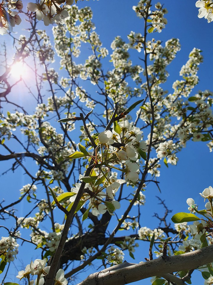 Spring
