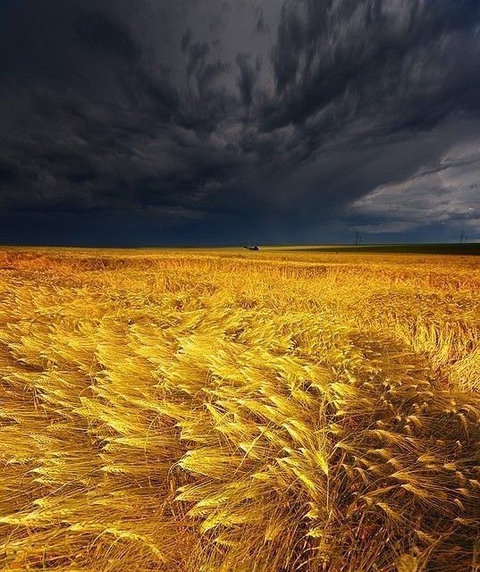 ears of wheat