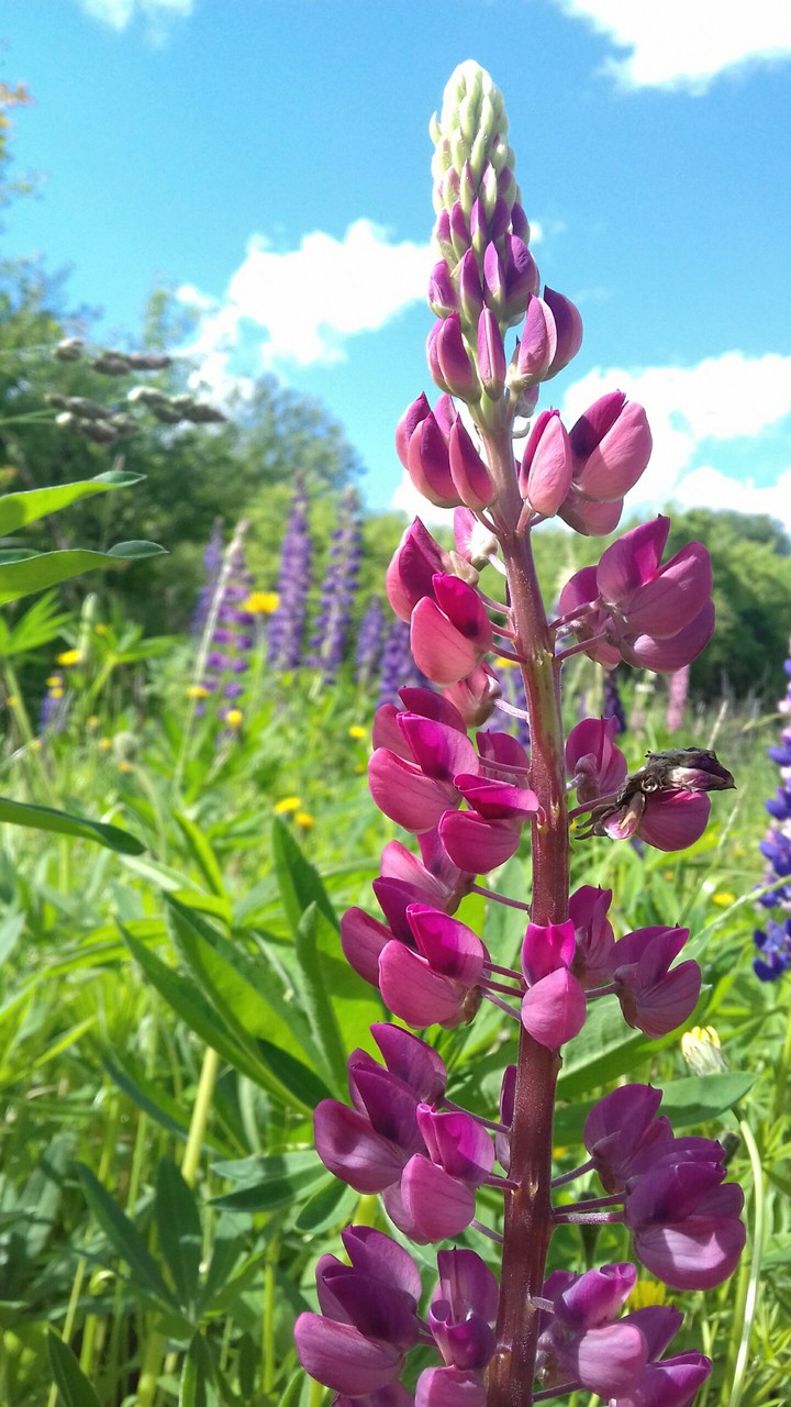 Beautiful flowers .