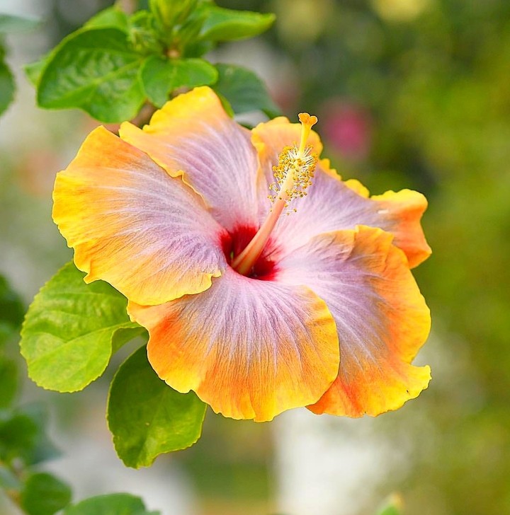 Hibiscus
