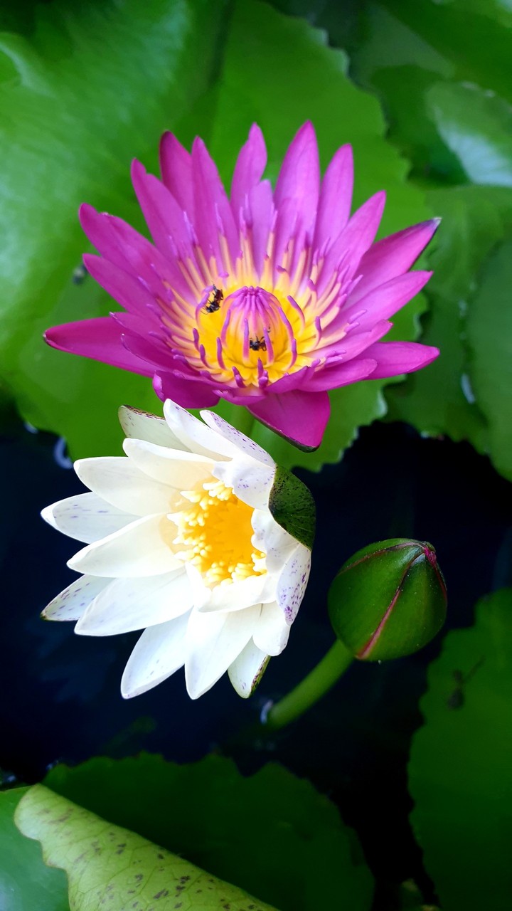 Lotus
