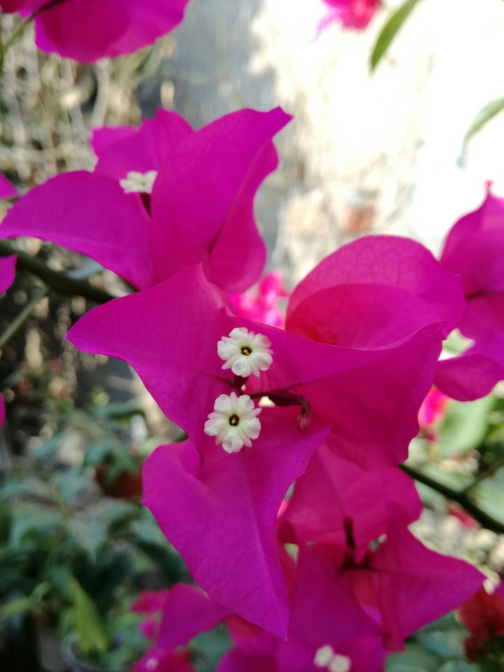 Bugambilias