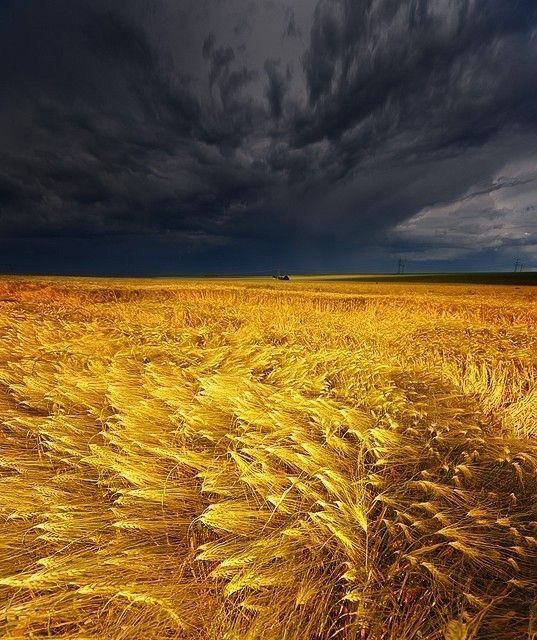 ears of wheat