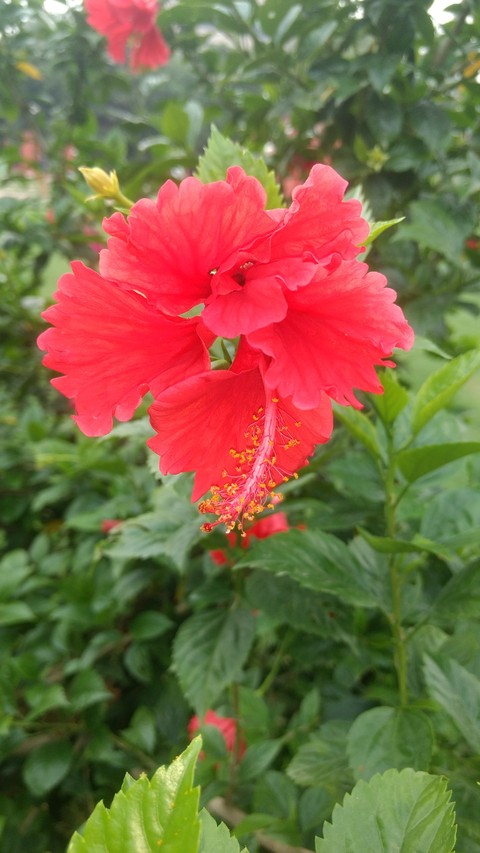flower