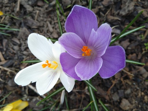crocus
