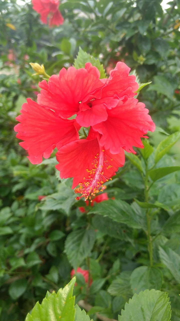 flower