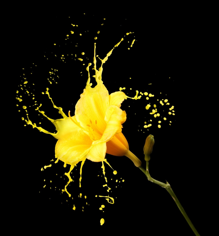 Yellow Splash