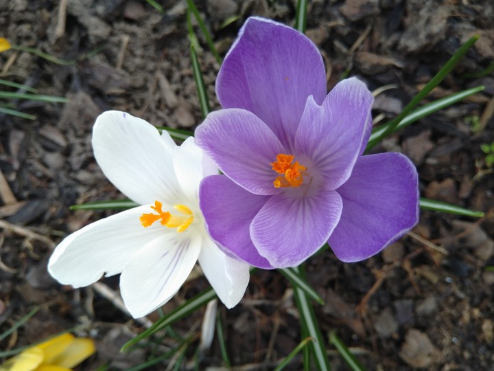 crocus