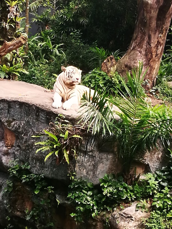 Tiger at zoo in Singapore