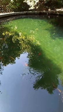 Balanced Ecosystem