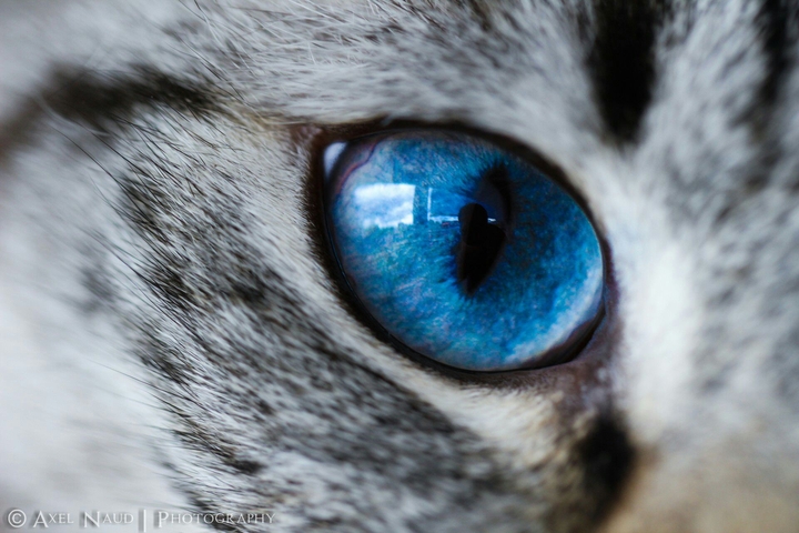 Blue eyes hipnotyce