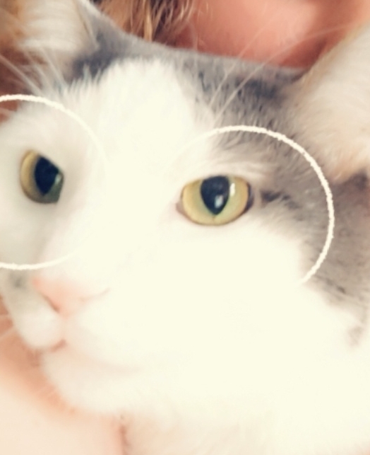 meow