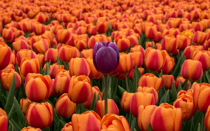 Flowers❤❤❤