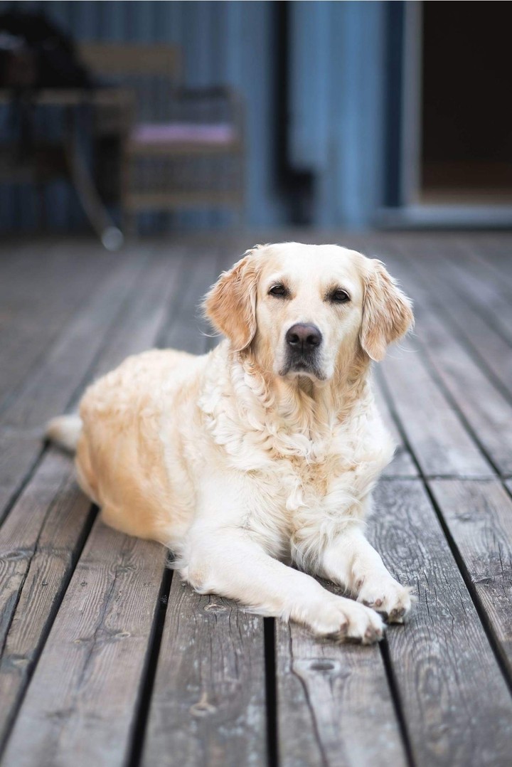 Dog