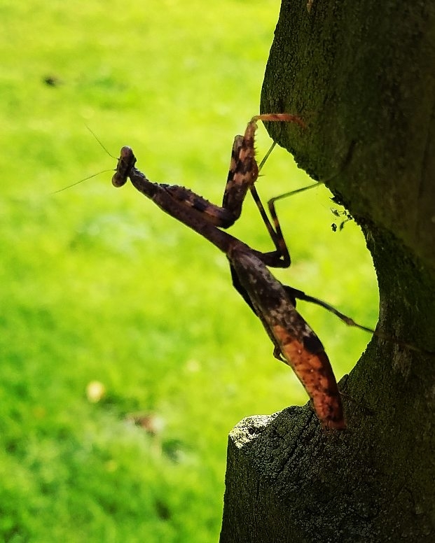 Praying Mantis