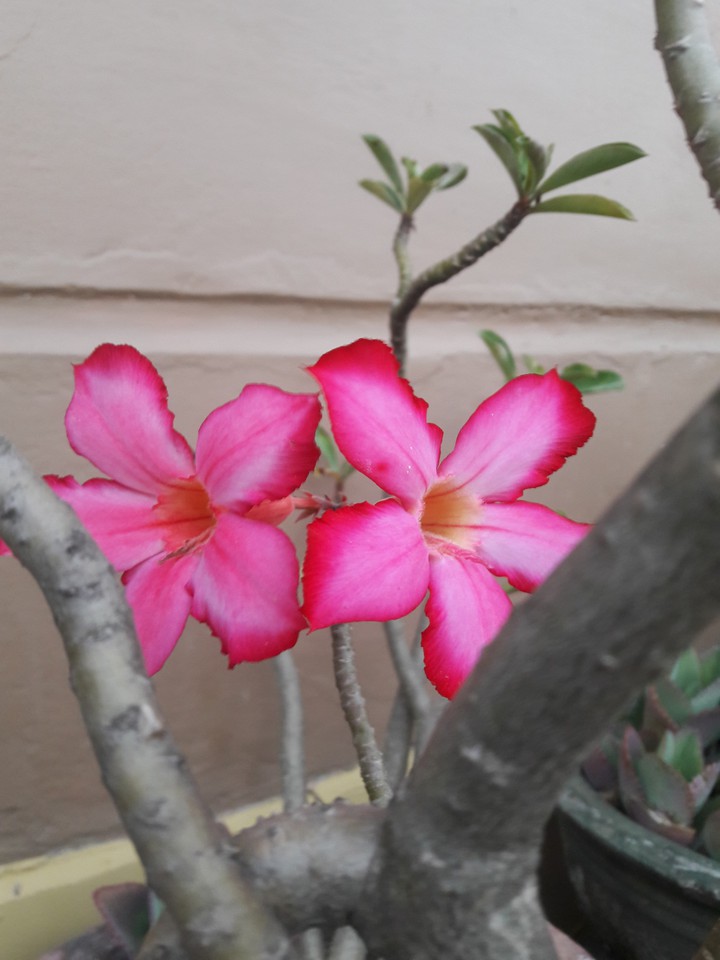 The red flower