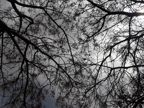 papéis de parede monochrome, deciduous