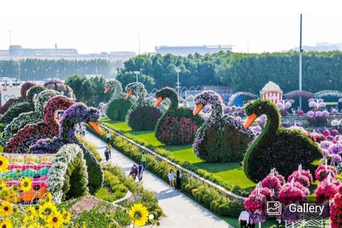 mirical garden dubai