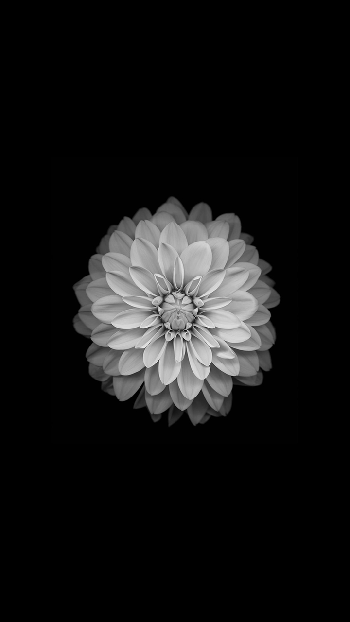 black & white flower