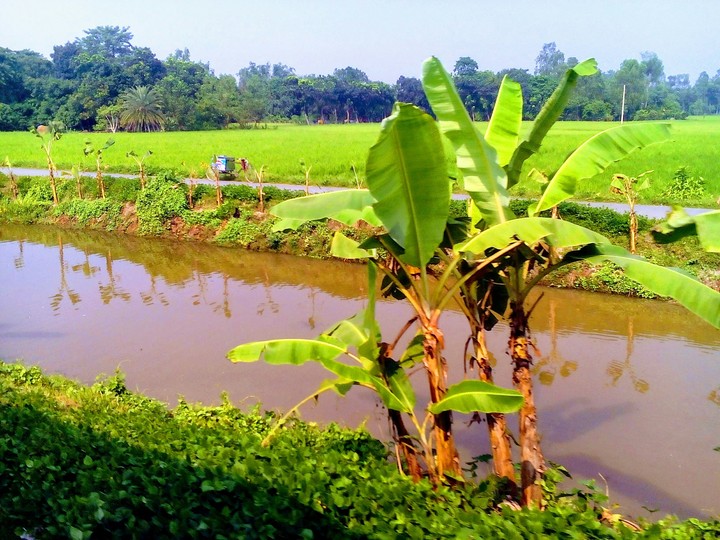 natural view