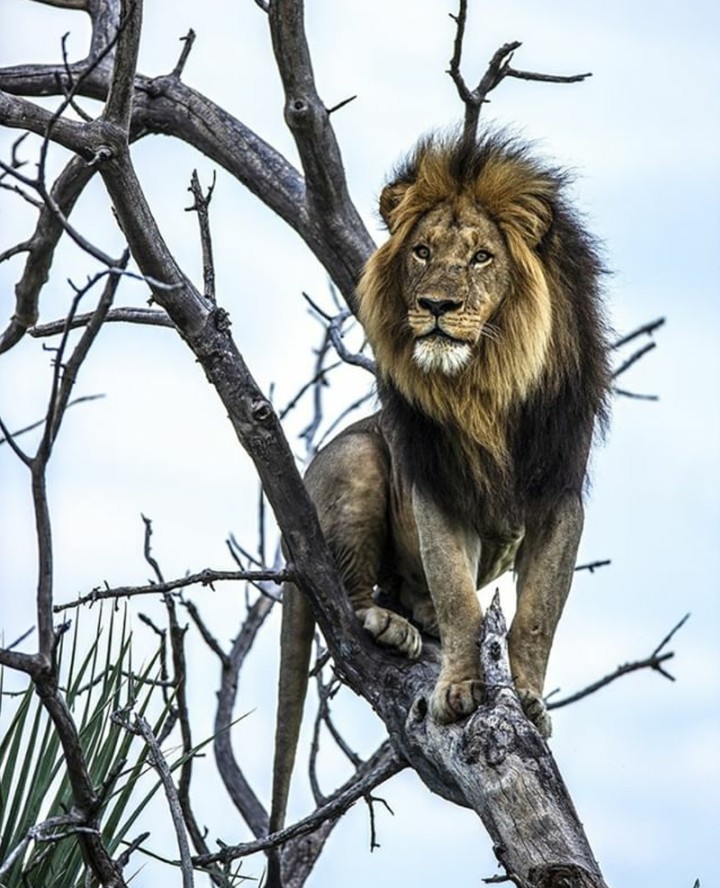 Lion Лев