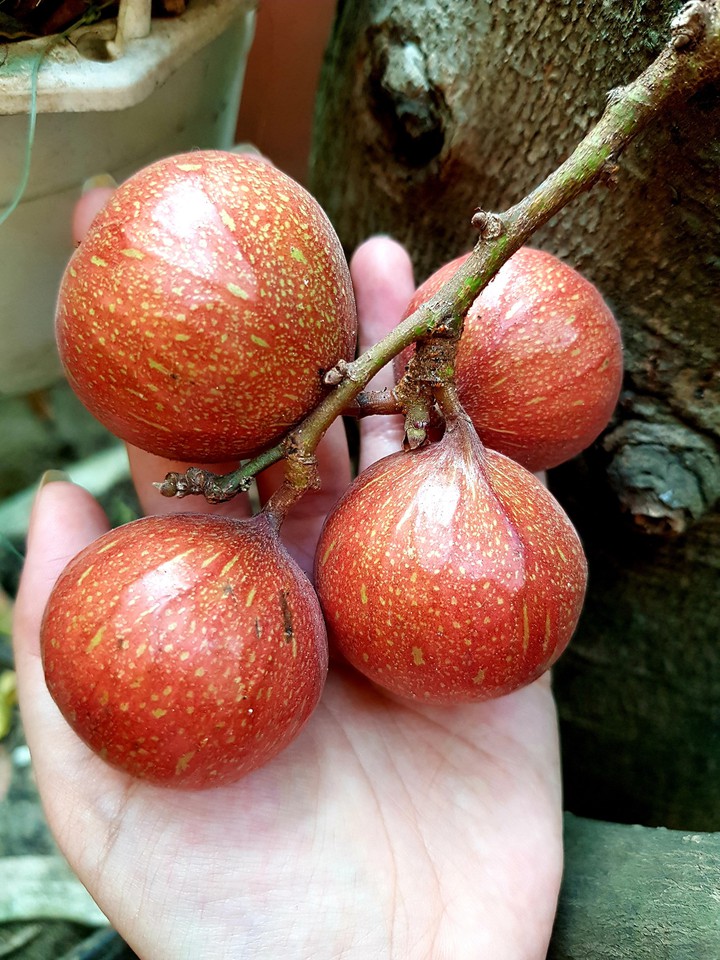 Figs