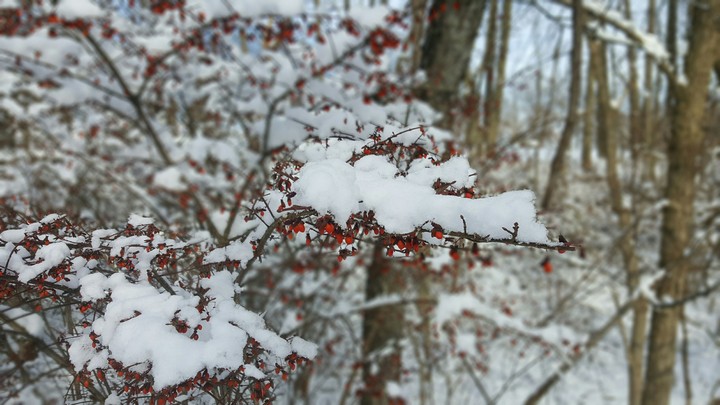 Winter berries