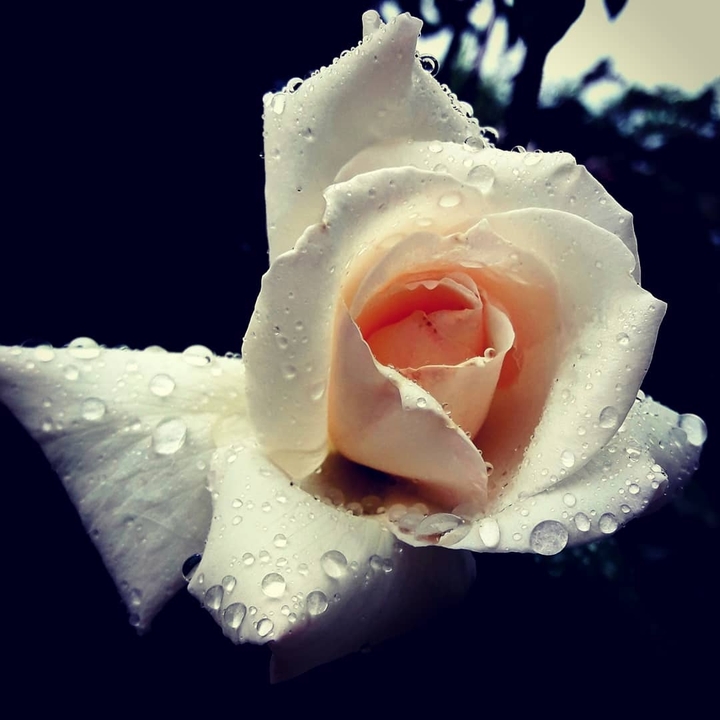 rose