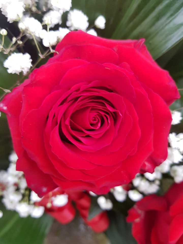 rosa