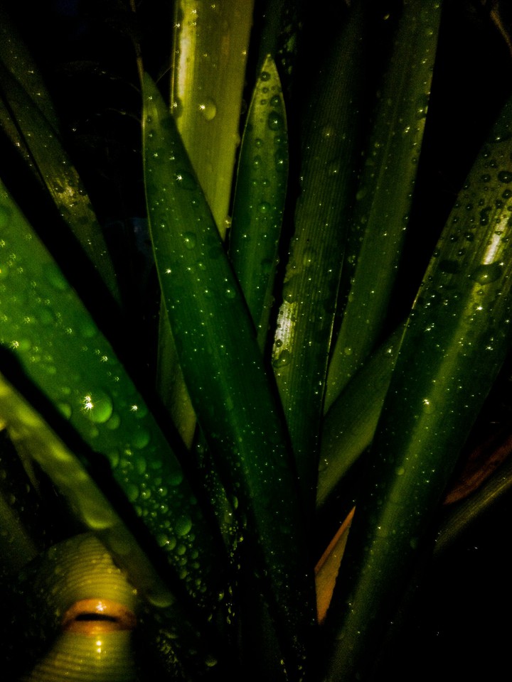 plant