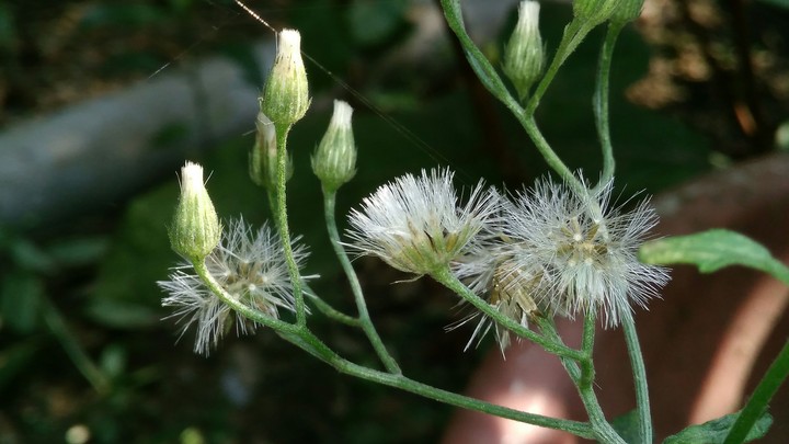 White Flower!