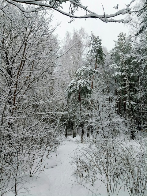 Winter wonderland