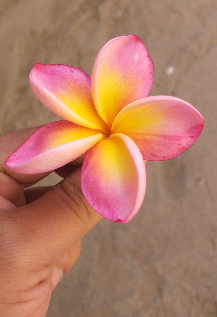 flower only the things says many