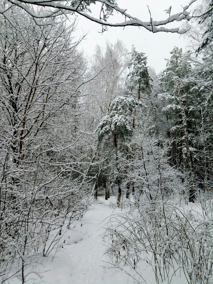Winter wonderland