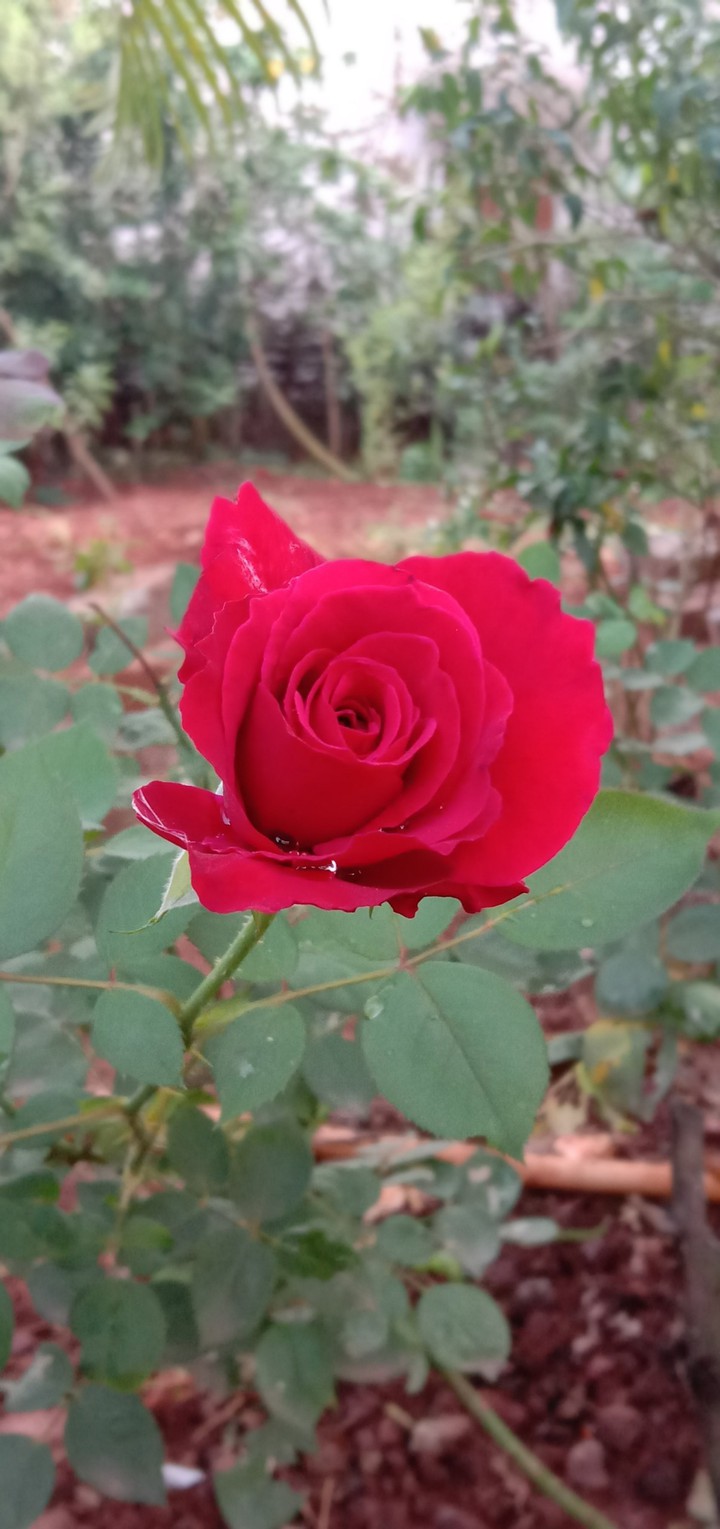 Red rose
