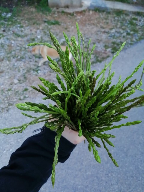 GreenPlant