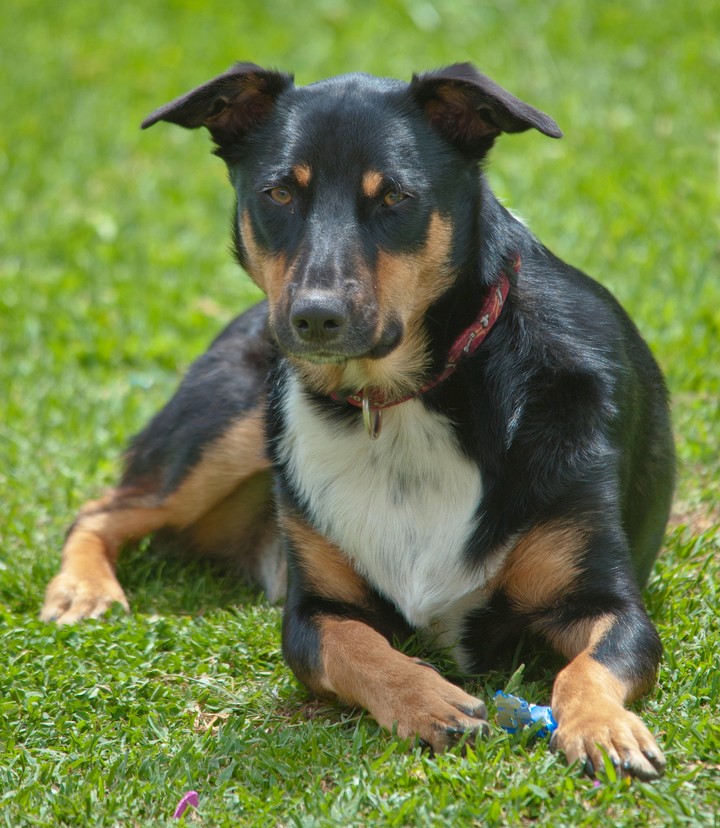 dog
