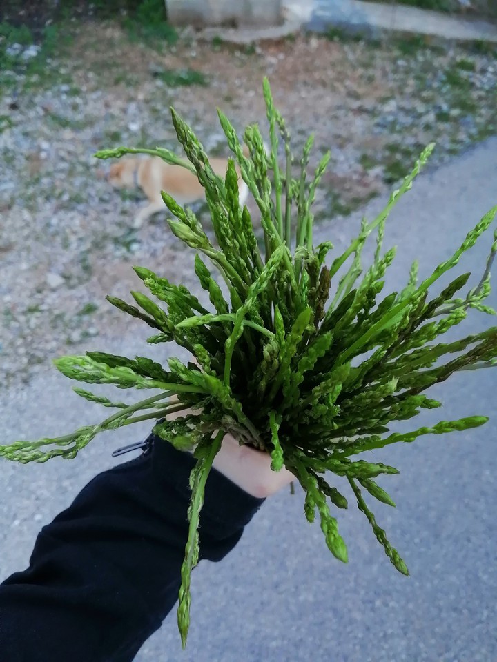 GreenPlant