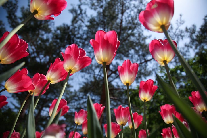 lovely flowers