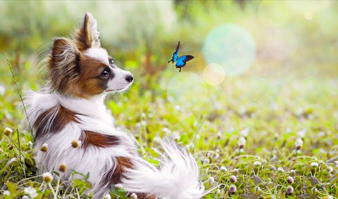 обои papillon, Fawn