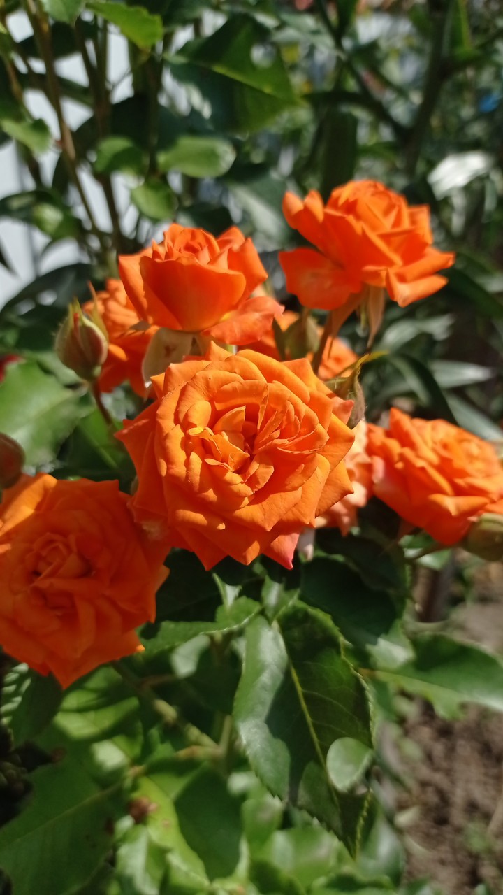 flowers