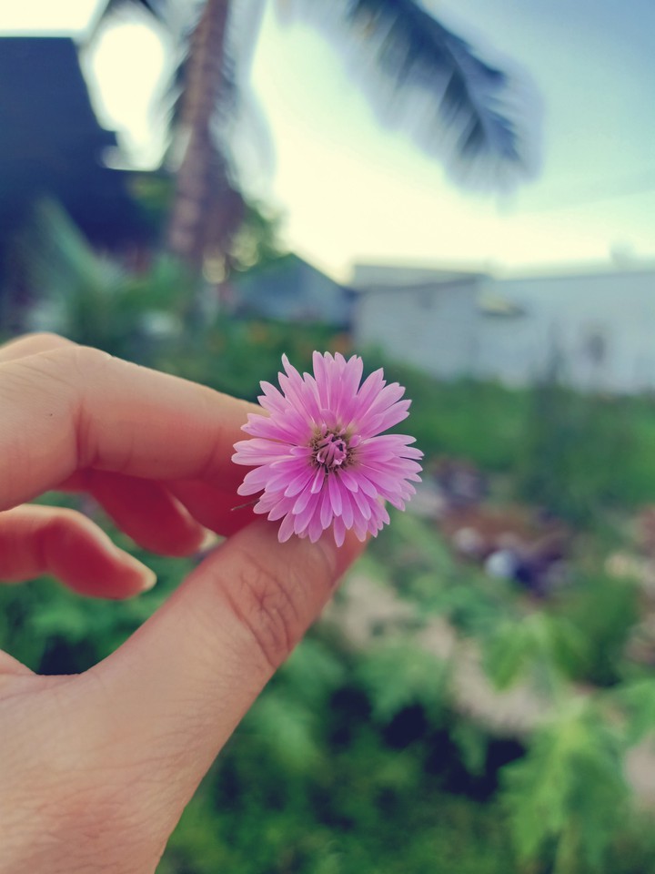 flower