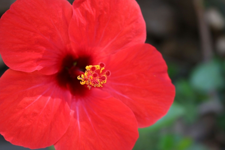 flower || Barcelona