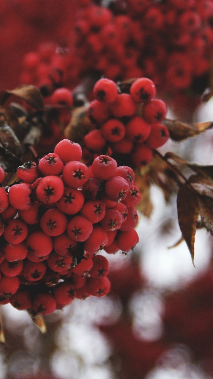 Winter berries for phone
