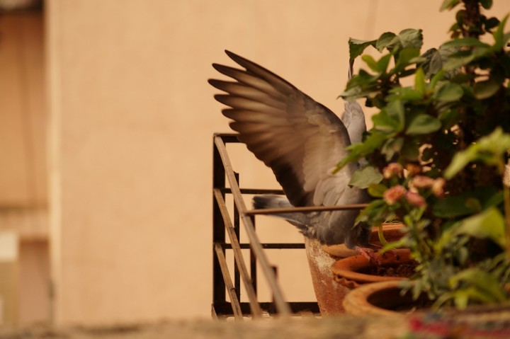 The wings